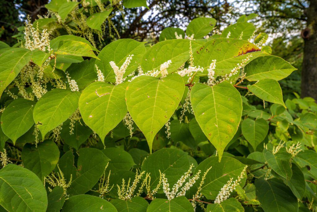 How Fast Does Japanese Knotweed Grow? | The Knotweed Specialist