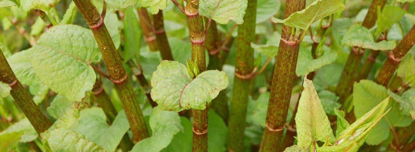 Giant Knotweed vs. Japanese Knotweed, Key Differences & Identification |  The Knotweed Specialists