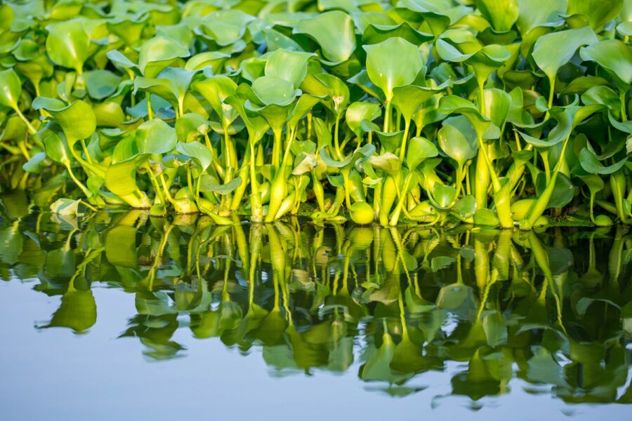 Invasive Alien Species Order 2019 | What On Earth Is It?
